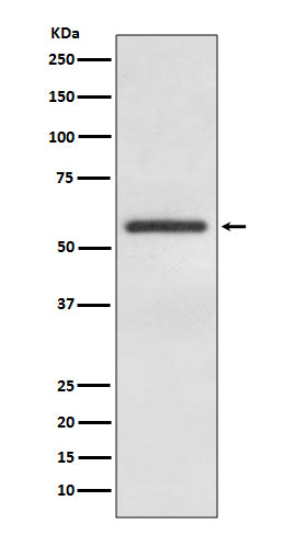 GATA4 (6U13) Rabbit Monoclonal Antibody