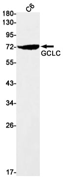 GCLC (5X17) Rabbit Monoclonal Antibody