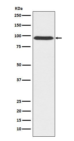Gephyrin (8G16) Rabbit Monoclonal Antibody
