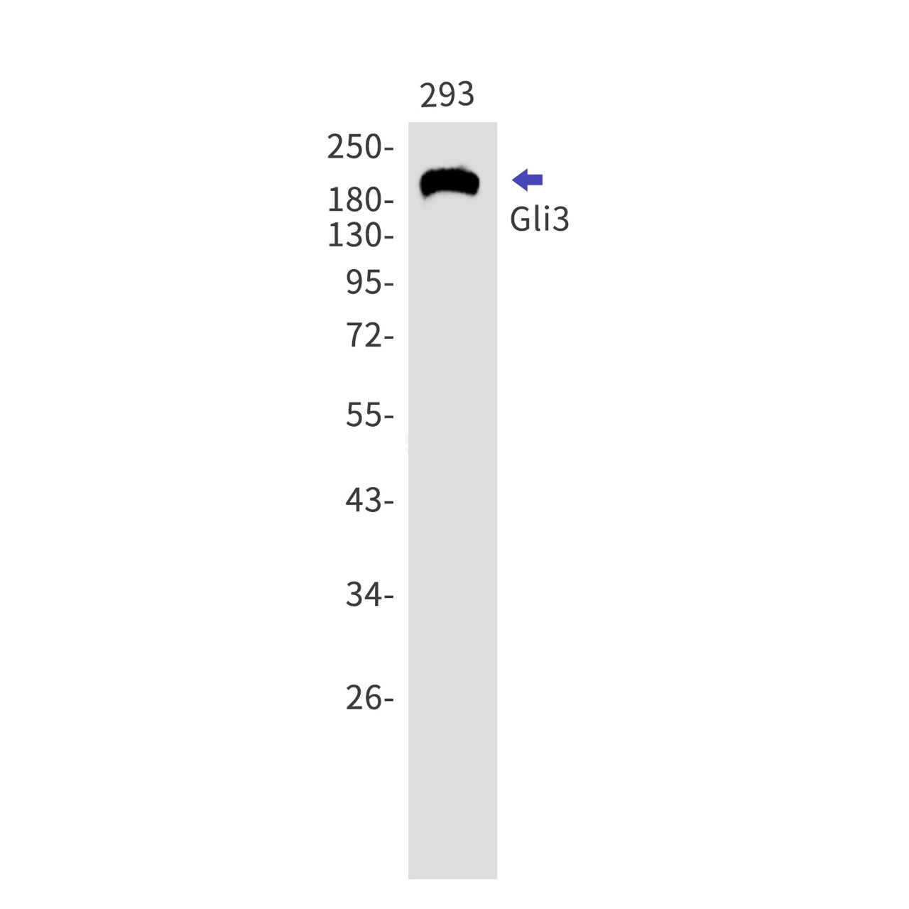 Gli3 (10W4) Rabbit Monoclonal Antibody