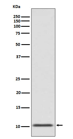 GLP1 (12F5) Rabbit Monoclonal Antibody