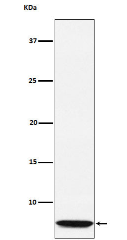 GLP2 (1E4) Rabbit Monoclonal Antibody