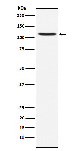 GluA4 (17S3) Rabbit Monoclonal Antibody