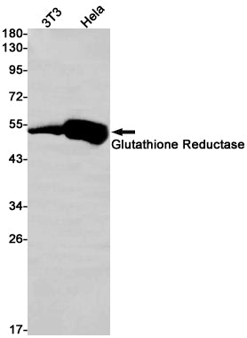 GLUR (10S7) Rabbit Monoclonal Antibody
