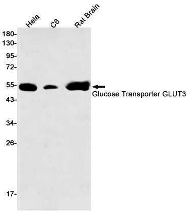 GLUT3 (15P13) Rabbit Monoclonal Antibody