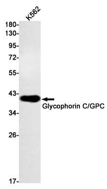 Glycophorin C (18Y1) Rabbit Monoclonal Antibody