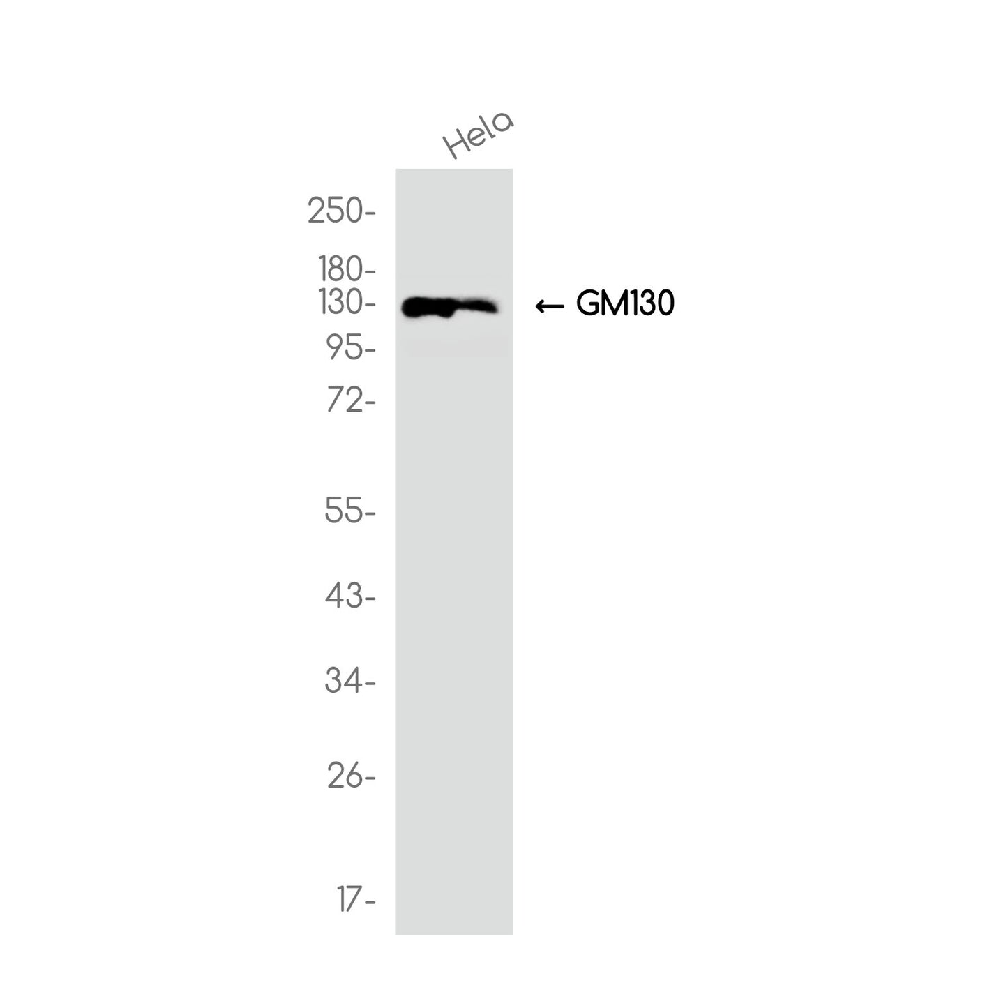 GM130 (6E7) Rabbit Monoclonal Antibody