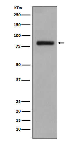 GOLPH2 (7R10) Rabbit Monoclonal Antibody