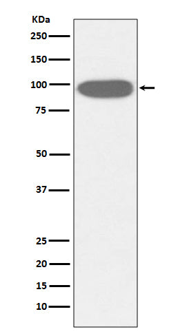 GRP94 (2K1) Rabbit Monoclonal Antibody