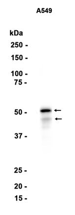 GSK3 alpha/beta (3Q8) Rabbit Monoclonal Antibody
