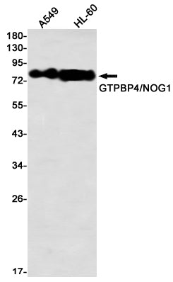 GTPBP4 (14J8) Rabbit Monoclonal Antibody