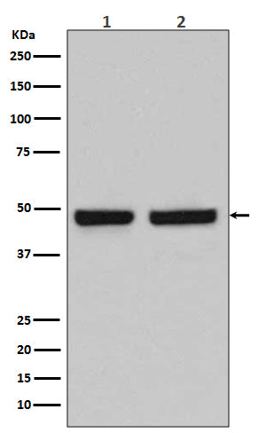 HAPLN1  (8N5) Rabbit Monoclonal Antibody