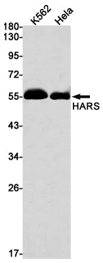 HARS (1F7) Rabbit Monoclonal Antibody