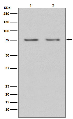 HDAC10 (5B13) Rabbit Monoclonal Antibody