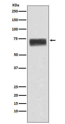 Hemopexin (18Q19) Rabbit Monoclonal Antibody