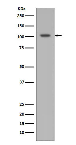 HIF-1 alpha (3M10) Rabbit Monoclonal Antibody