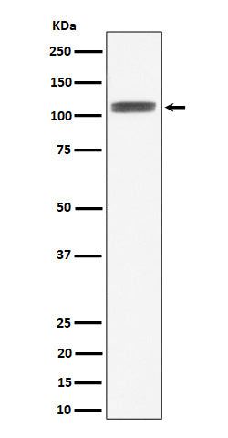 HIF-1-alpha (9U11) Rabbit Monoclonal Antibody