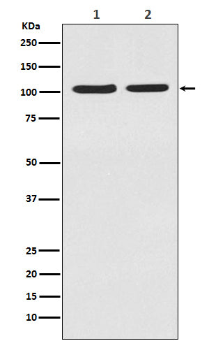 HIF-2 alpha (9A14) Rabbit Monoclonal Antibody
