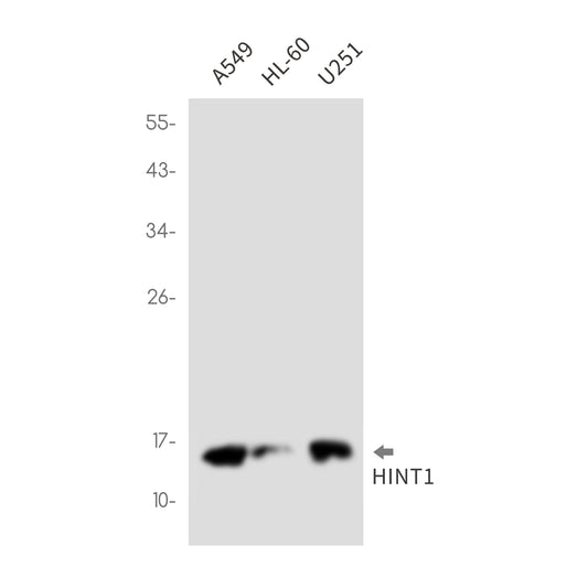 HINT1 (1G3) Rabbit Monoclonal Antibody