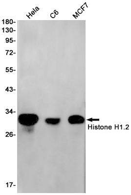 Histone H1.2 (19S17) Rabbit Monoclonal Antibody