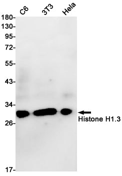 Histone H1.3 (18R13) Rabbit Monoclonal Antibody