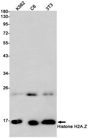 Histone H2A.Z (17I8) Rabbit Monoclonal Antibody