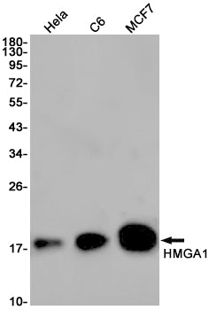 HMGA1 (13B3) Rabbit Monoclonal Antibody