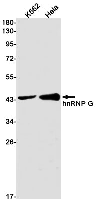 hnRNP G (8L8) Rabbit Monoclonal Antibody