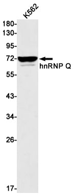 hnRNP Q (10V2) Rabbit Monoclonal Antibody