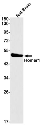 Homer1 (13Z18) Rabbit Monoclonal Antibody