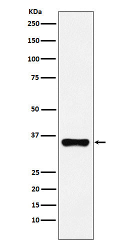 HOXA9 (4Y9) Rabbit Monoclonal Antibody