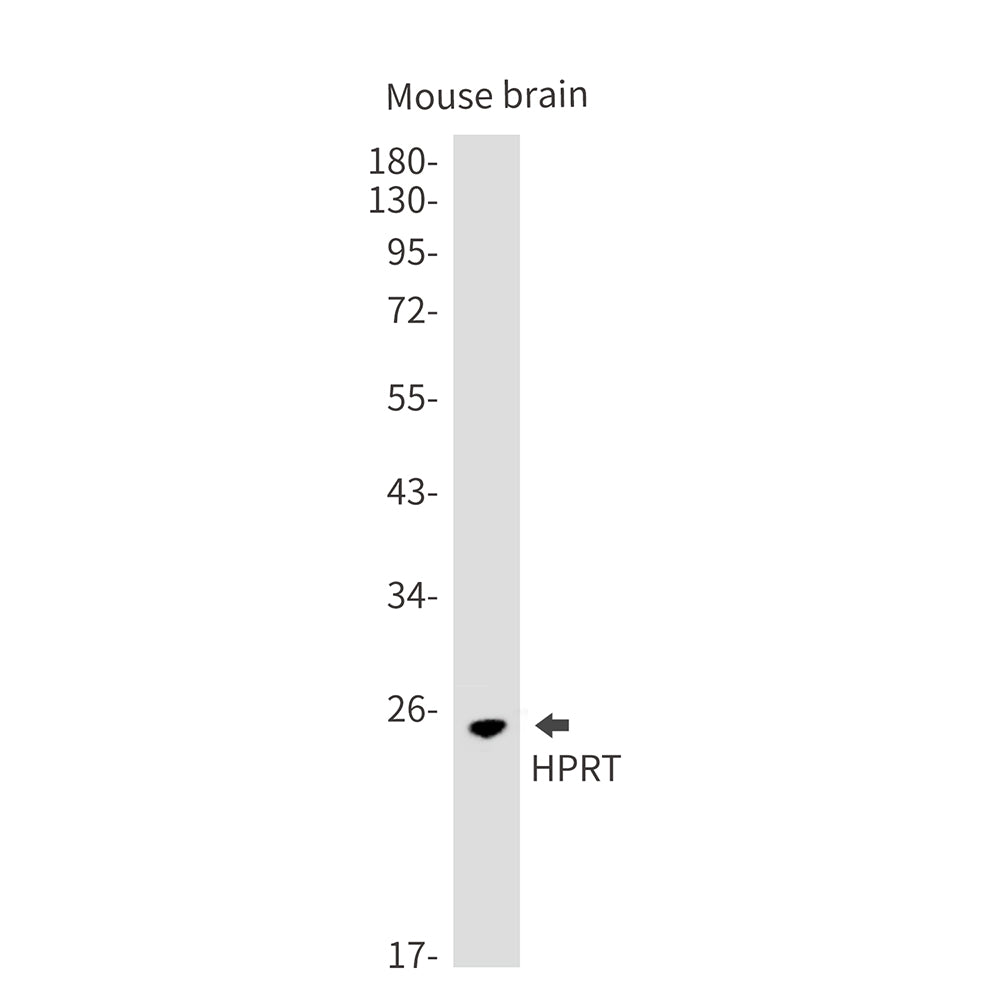 HPRT (19S5) Rabbit Monoclonal Antibody