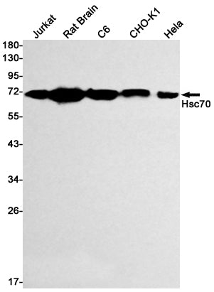 Hsc70   (1F5) Rabbit Monoclonal Antibody