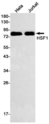 HSF1 (14S18) Rabbit Monoclonal Antibody