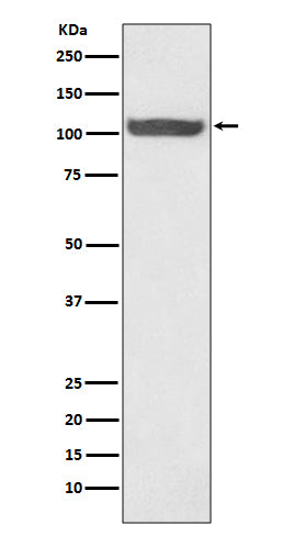 Hsp105 (1A1) Rabbit Monoclonal Antibody