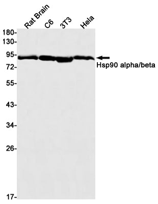 Hsp90 beta  (14O5) Rabbit Monoclonal Antibody