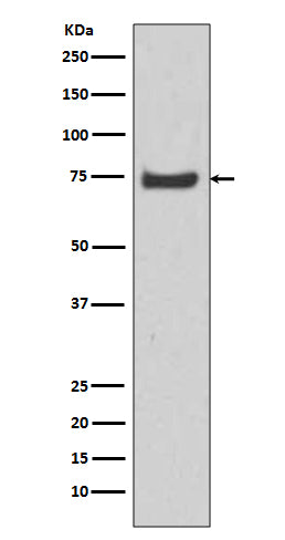 HSPA12A (5U3) Rabbit Monoclonal Antibody