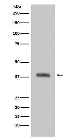 HTRA2 (8W8) Rabbit Monoclonal Antibody