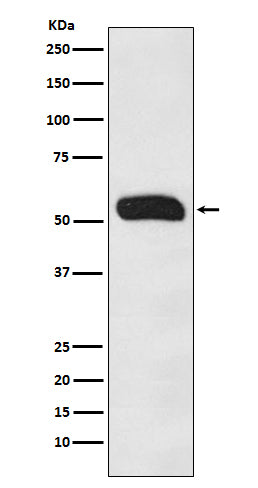 Human IgG (3R17) Rabbit Monoclonal Antibody