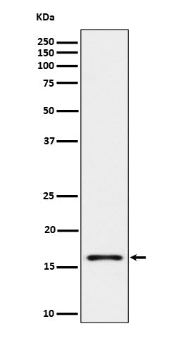 Iba1 (9F7) Rabbit Monoclonal Antibody