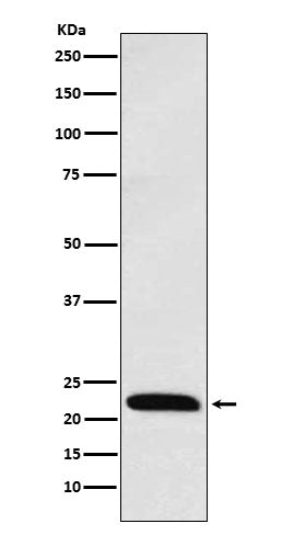 ICOS (16D3) Rabbit Monoclonal Antibody