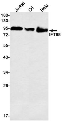IFT88 (5Y14) Rabbit Monoclonal Antibody