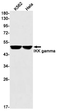 IKK gamma (2B3) Rabbit Monoclonal Antibody