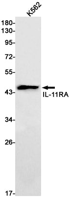 IL11RA (8A4) Rabbit Monoclonal Antibody
