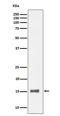 IL13 (16E3) Rabbit Monoclonal Antibody