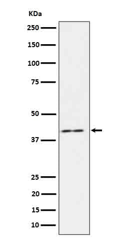 IL18 binding protein (18K17) Rabbit Monoclonal Antibody