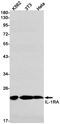 IL1RA (3V4) Rabbit Monoclonal Antibody