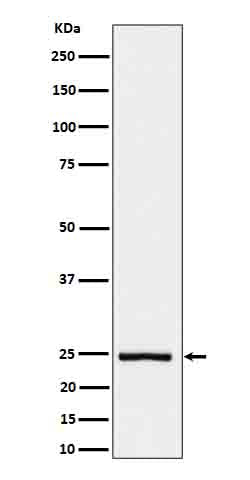 IL26 (2J16) Rabbit Monoclonal Antibody