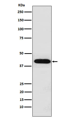 Inhibin alpha (10U3) Rabbit Monoclonal Antibody