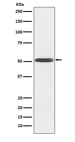 Inhibin beta B (15X19) Rabbit Monoclonal Antibody